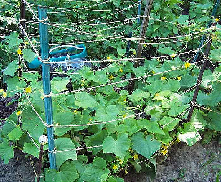 A cucumber trellis made with metal stakes and horizontal pieces of jute, supporting climbing cucumbers.