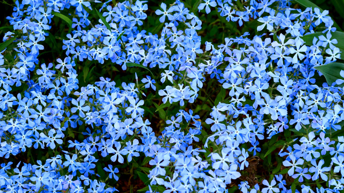 Blue forget me not flowers.