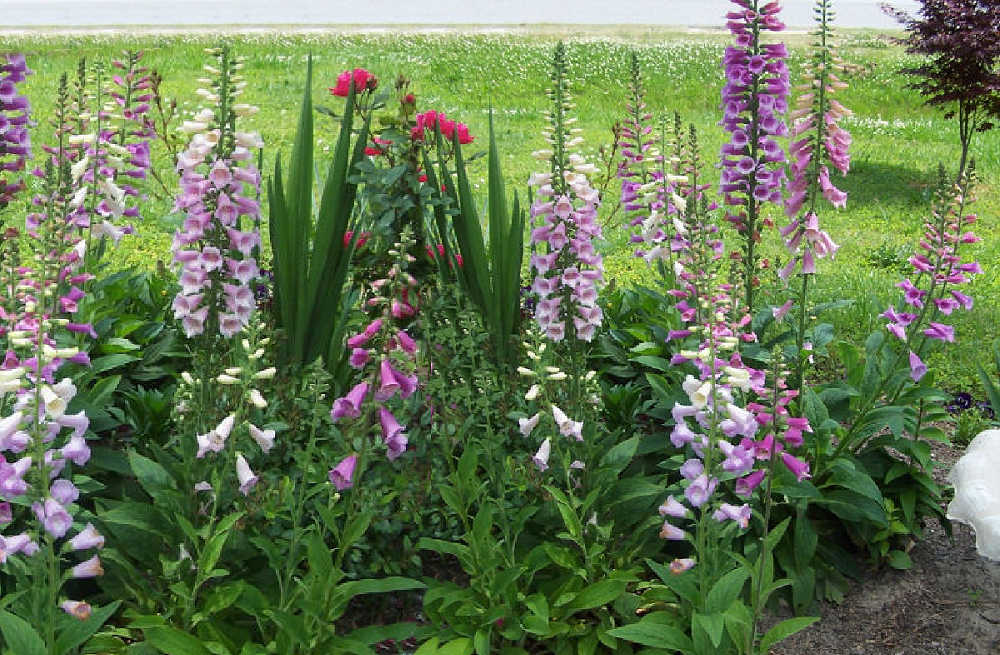 Foxgloves blooming in a pretty cottage garden.