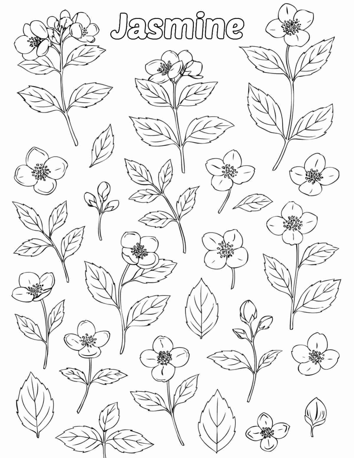 A free jasmine coloring pages printable with the word jasmine at the top of the coloring sheet, and isolated jasmine flowers and jasmine flower leaves in the image.