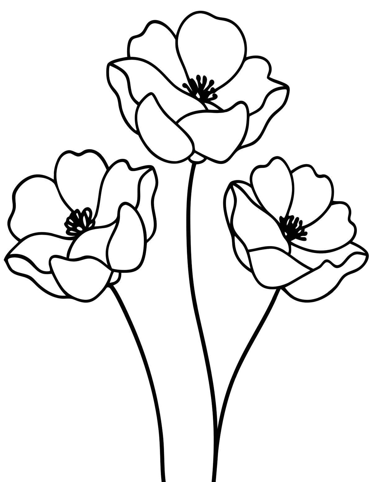 A free poppy coloring pages printable with three stems of poppy flowers in the center of the coloring sheet.