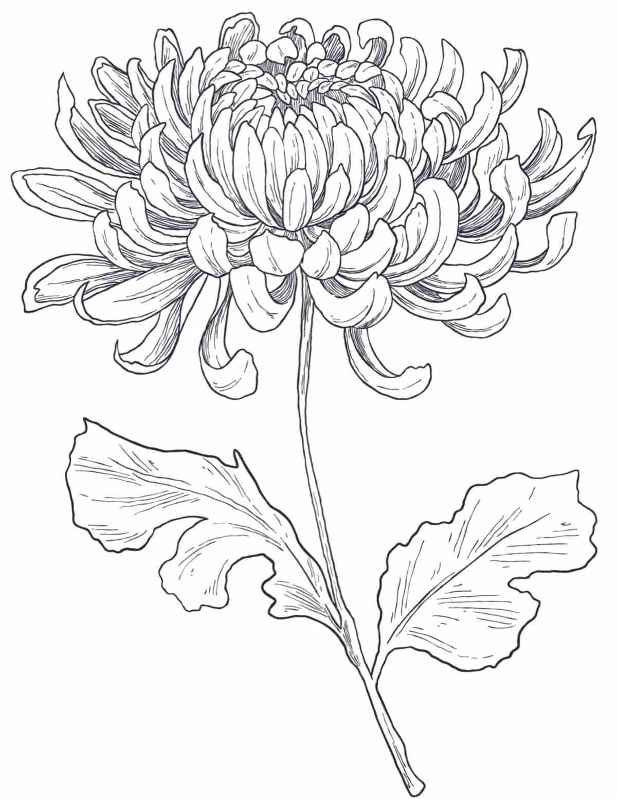 A free chrysanthemum coloring pages printable featuring one large chrysanthemum with two leaves in the center of the coloring sheet.