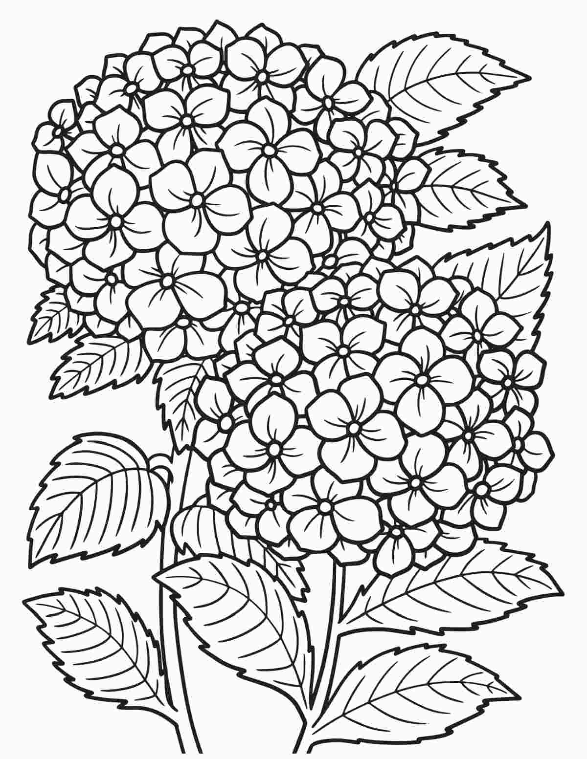 A hydrangea coloring pages printable featuring two large mophead hydrangea stems with leaves in the center of the coloring sheet.