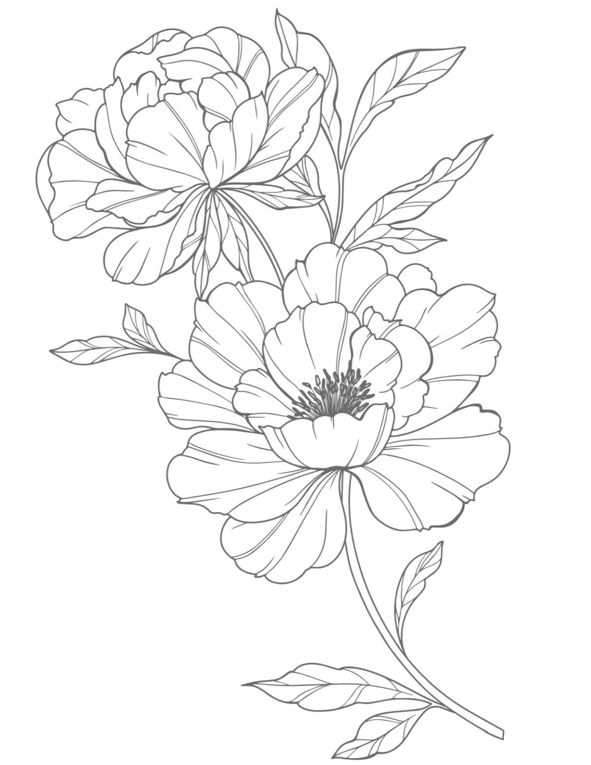 A free peony coloring pages printable with two large peony flowers in the center of the coloring sheet.