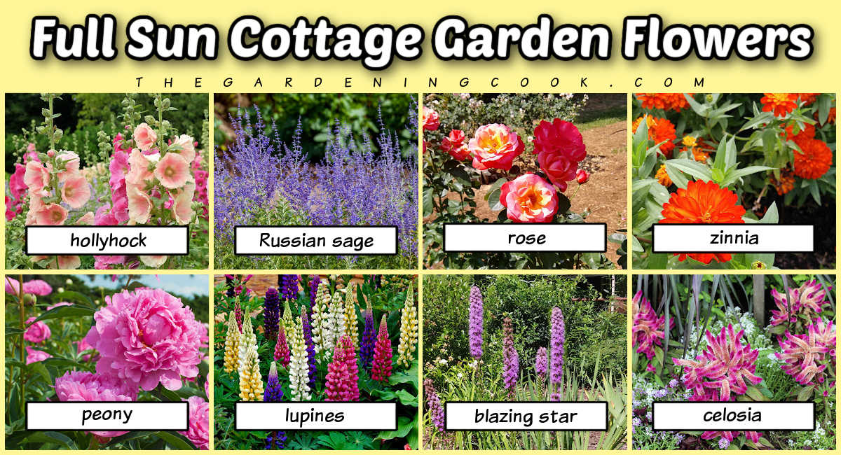 Full sun cottage garden plants with pictures and names below them.