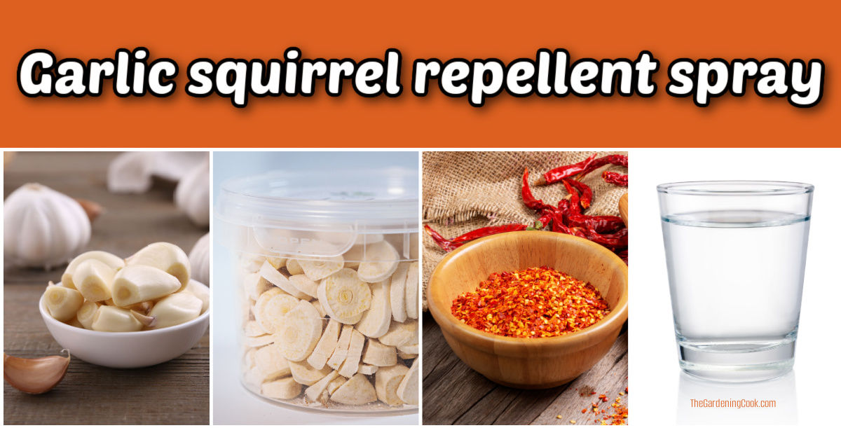 Garlic squirrel repellent spray made from fresh garlic, freeze dried garlic, cayenne pepper, and water.