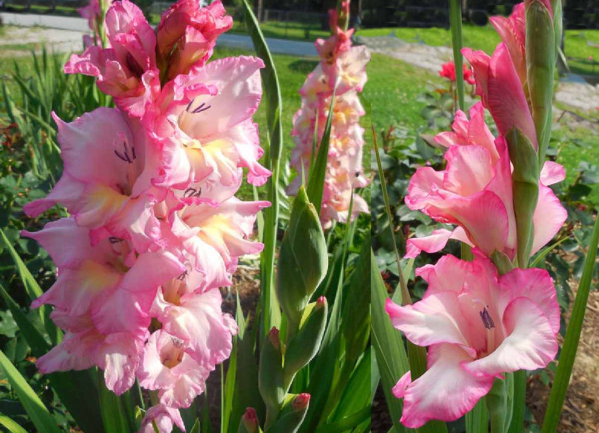 Pink gladiolus bulbs blooming in a front garden.