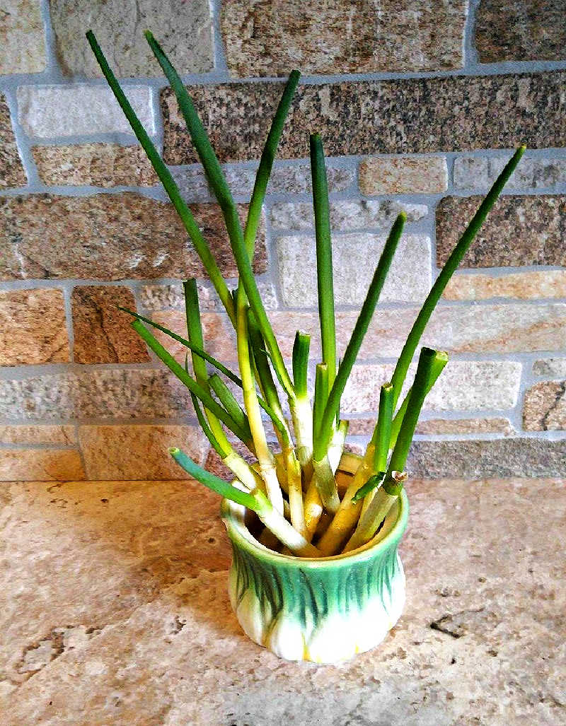 Green onion regrowth after one week in water.