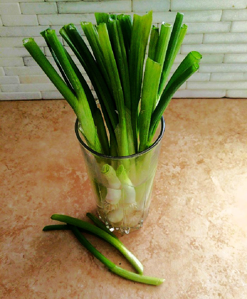 Green onions (spring onions) regrowing in a glass of water.