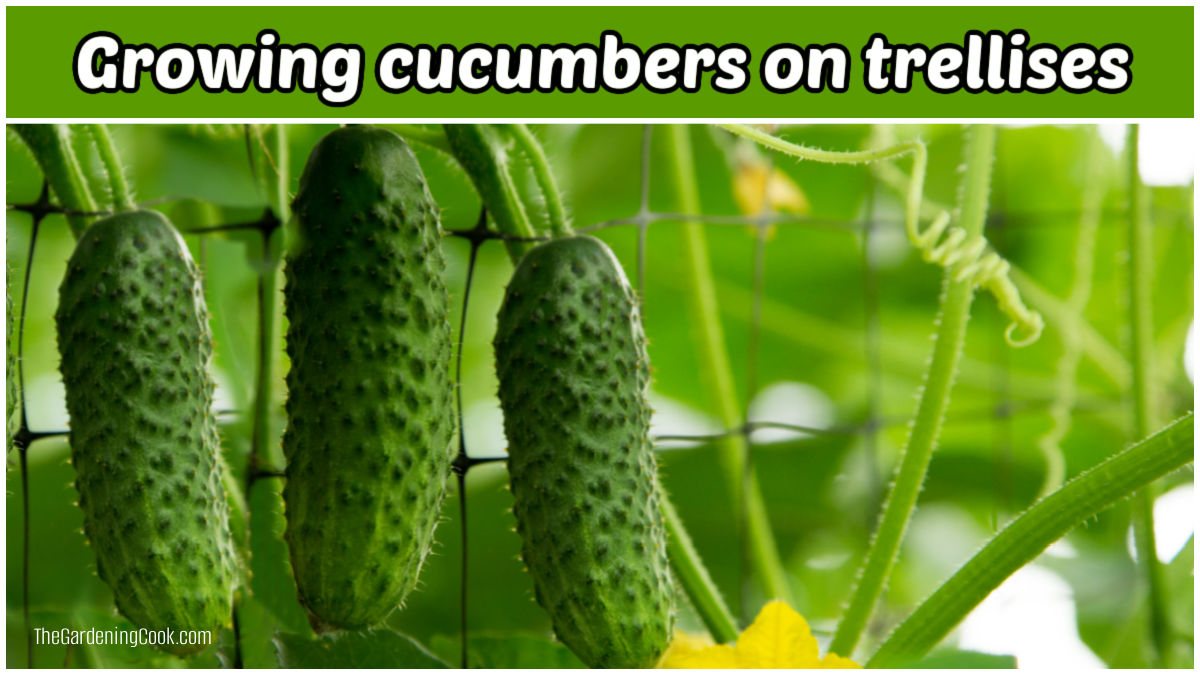 3 small cucumbers growing on trellises in a garden.