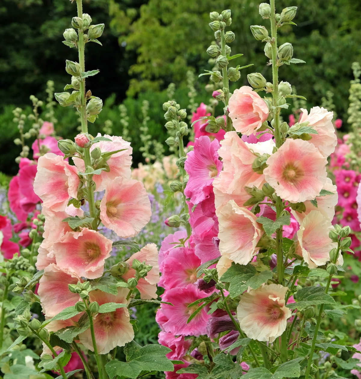 Hollyhocks, a perennial cottage garden flower, blooming at the back of a garden bed.
