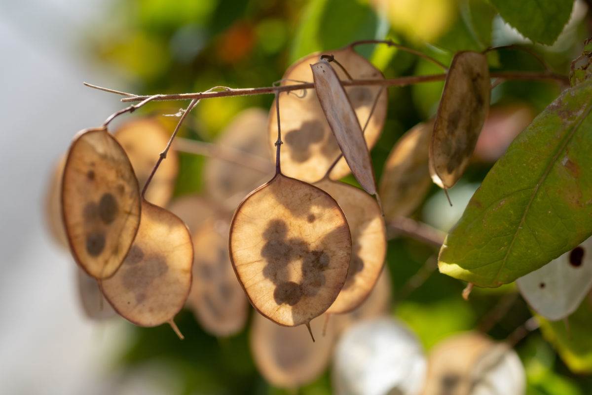 Dried seed pods of honesty plant.