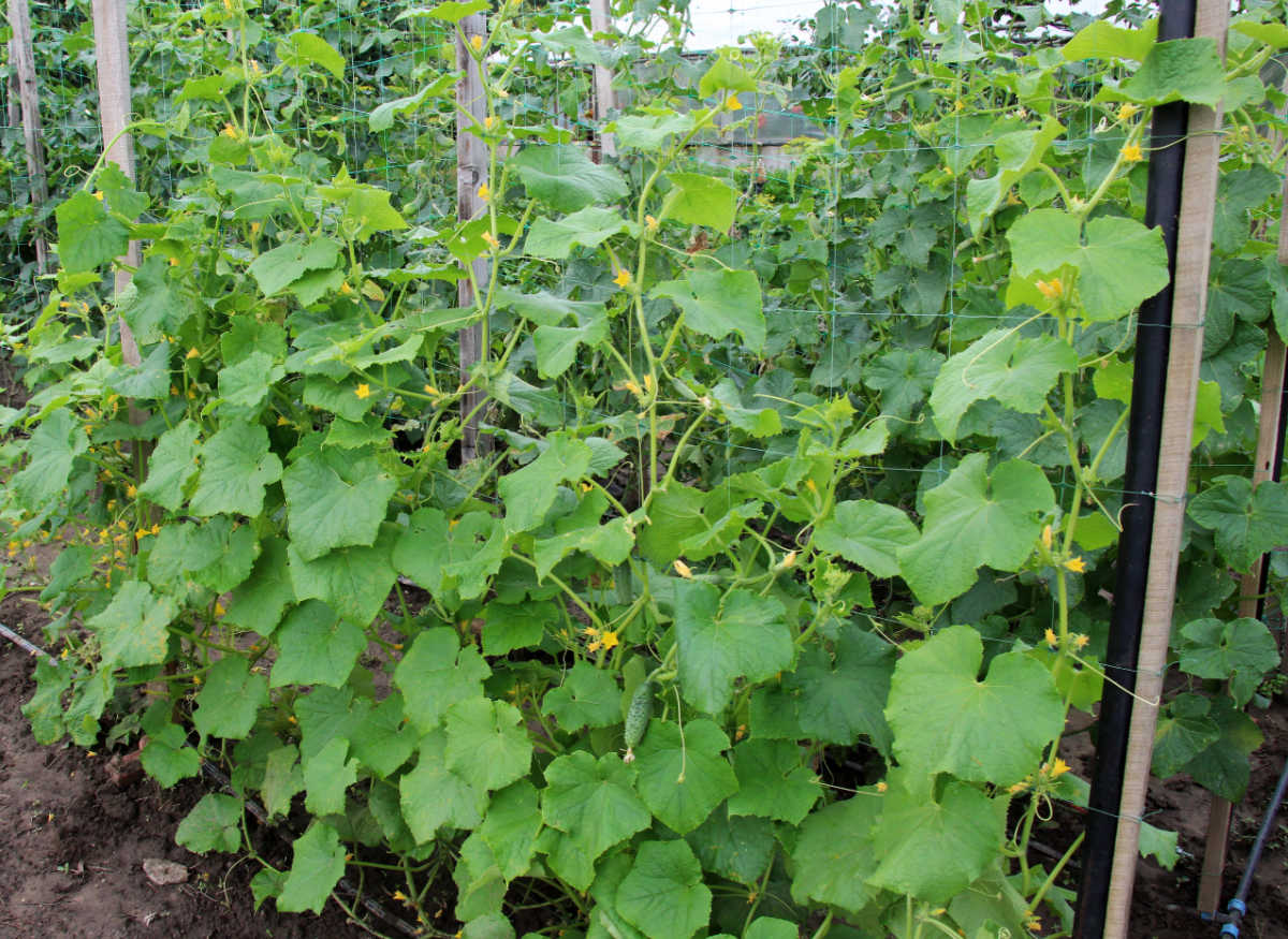 Growing cucumbers on trellises to reduce diseases and pests.