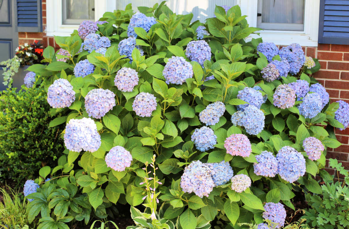 A large hydrangea perennials shrub in a front garden of a home.