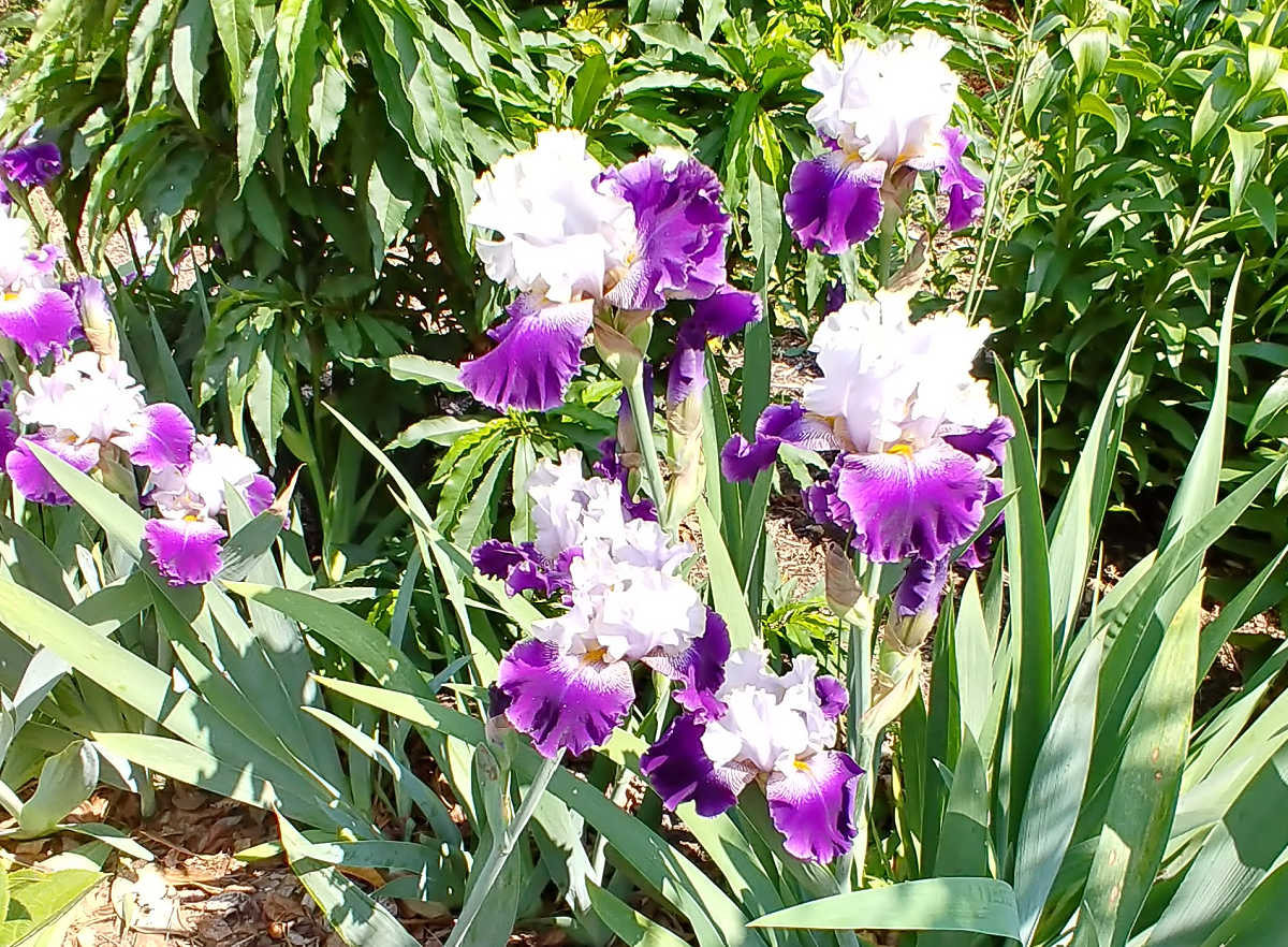 Iris, a cottage garden flower in full bloom in a sunny garden bed.