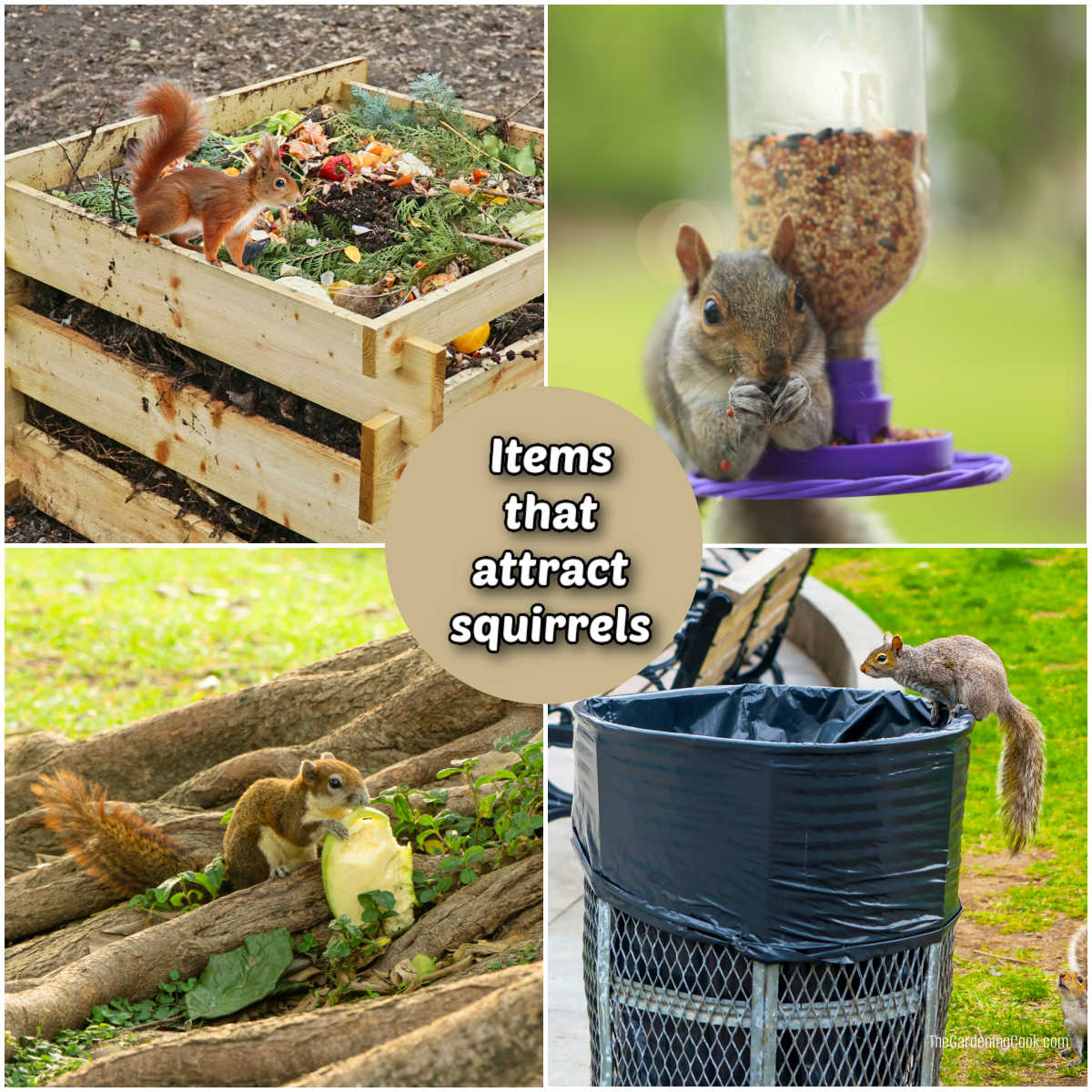 Items that attract squirrels include compost bins, bird feeders, fallen fruit and open garbage bins.