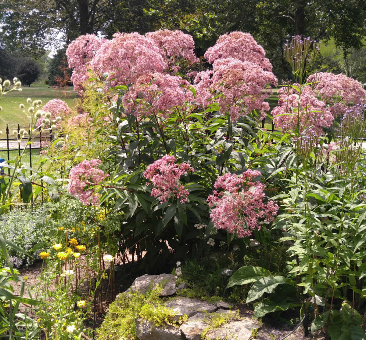 Tall Joe Pye weed perennial in back of a wall in a cottage garden.