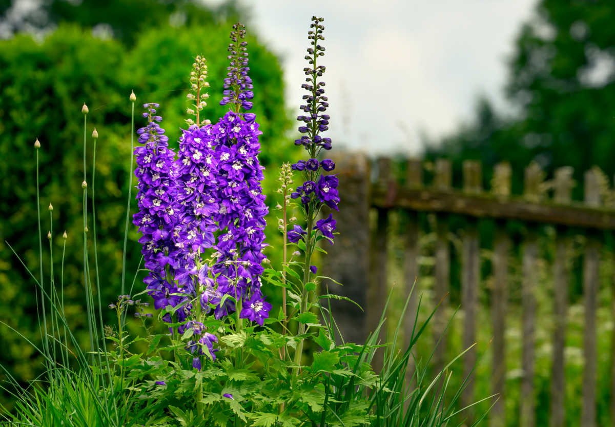 Tall blue larkspur flowers next to a garden fence.