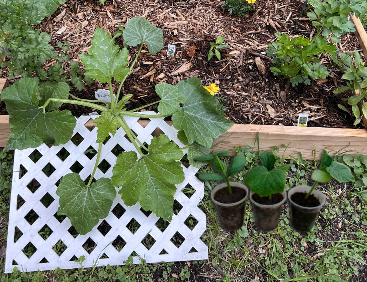 Piece of white lattice next to three cucumber plants to place in a raised bed.