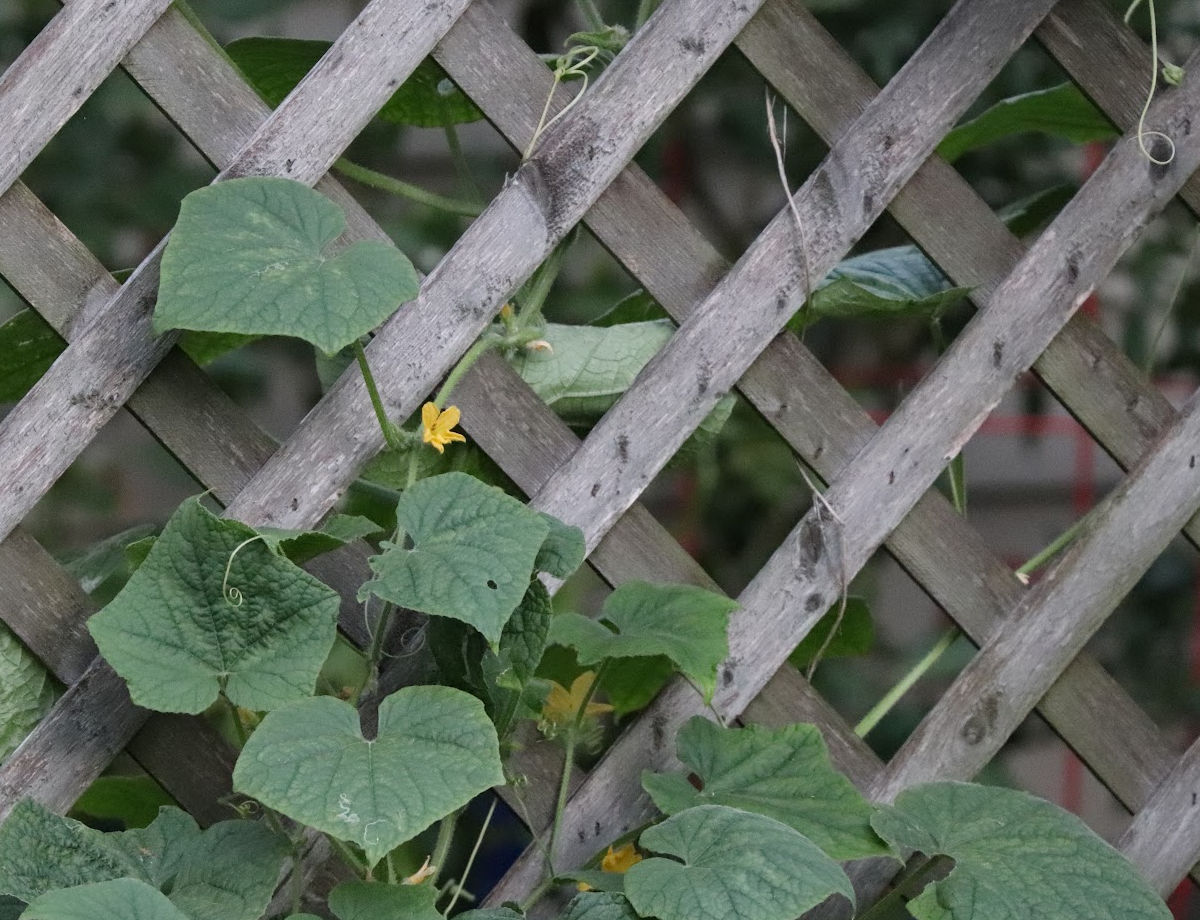 A cucumber lattice trellis to support the fruit vertically.