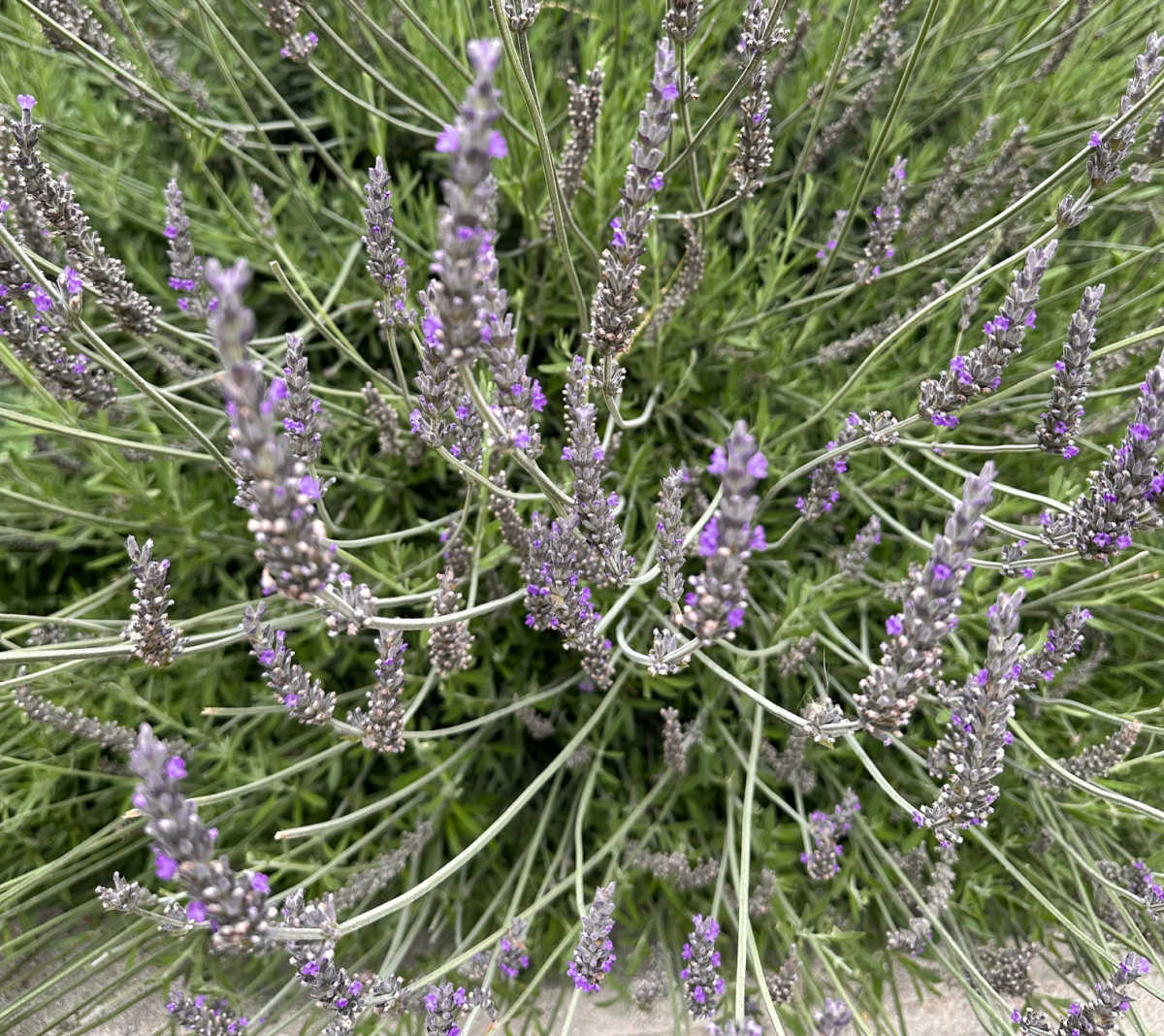 Lavender in bloom in a garden.
