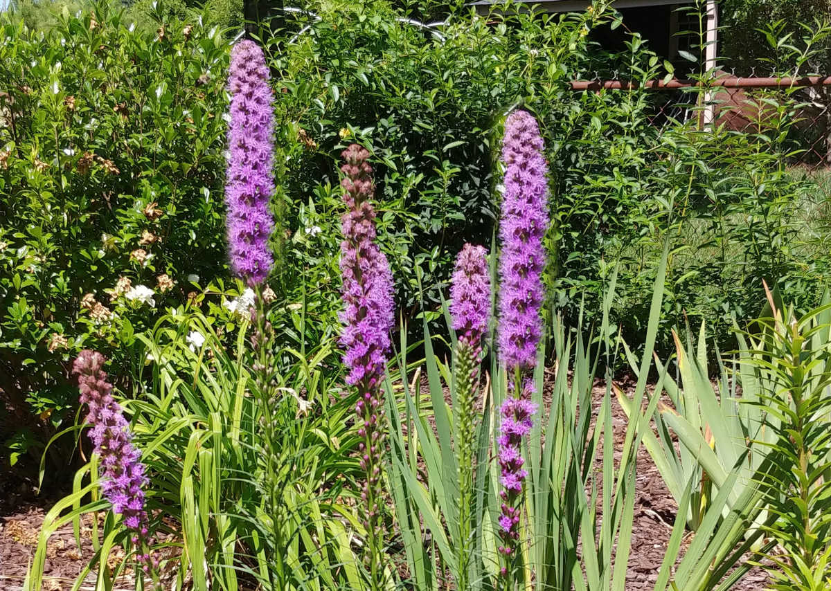 A perennials cottage garden flower - liatris, also known as blazing star.