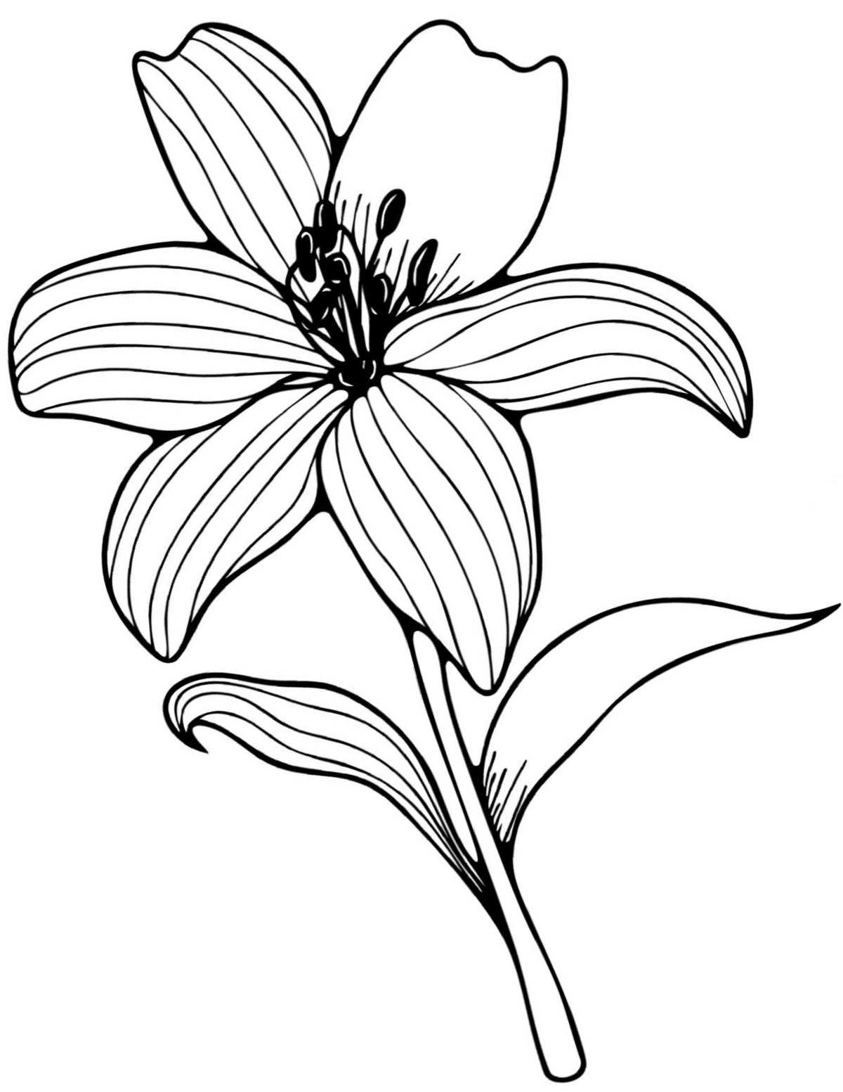 A lilies coloring pages printable featuring one lily on a stem with two leaves in the center of the coloring sheet.