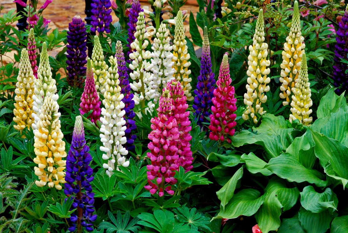 Mixed flowers of lupines, cottage garden perennials.