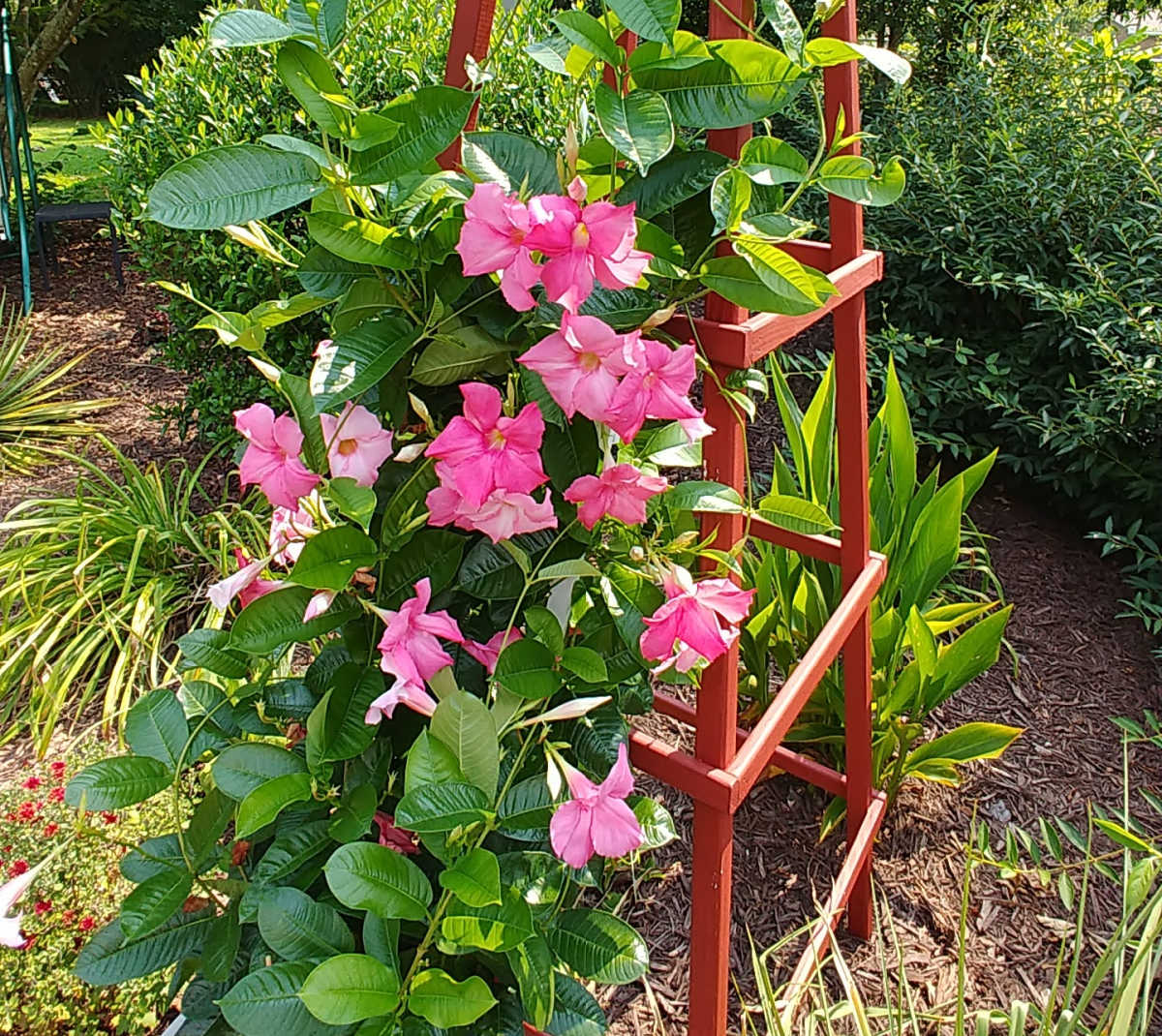 Mandevilla vine cottage garden flower climbing an obelisk.