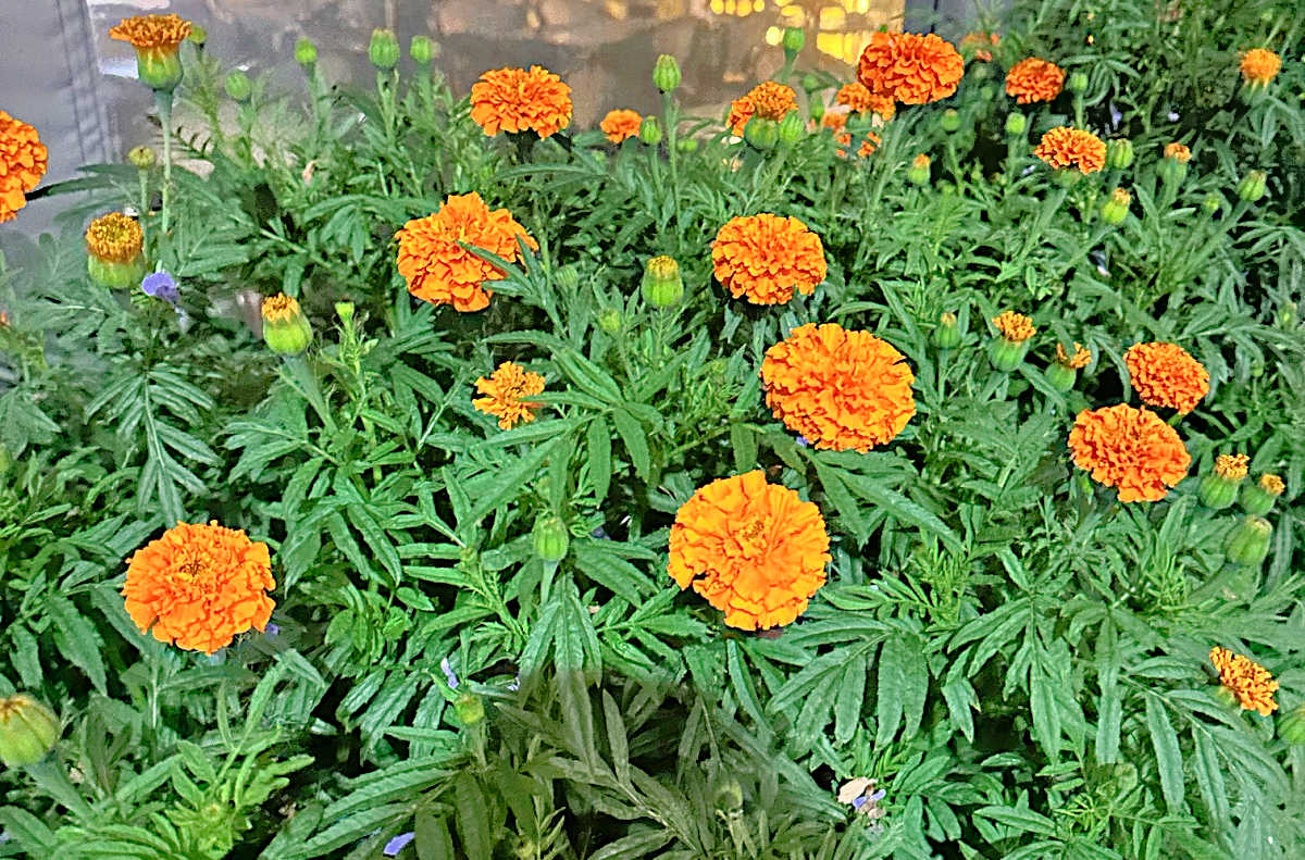 Marigold flowers in full bloom.
