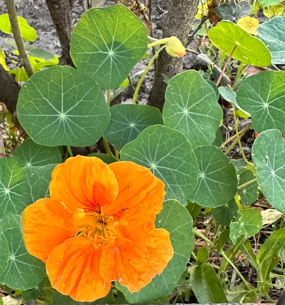 Orange nasturtium flower with green foliage.
