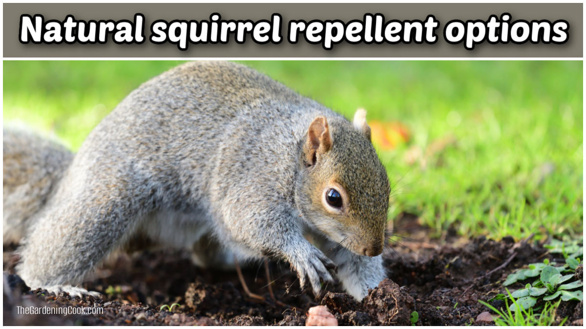 A grey squirrel digging in a garden. Text overlay reads Natural squirrel repellent options.