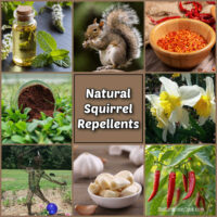 A collage with natural squirrel repellents including cayenne pepper, chili peppers, daffodils, peppermint oil, coffee grounds, garlic and large statues.