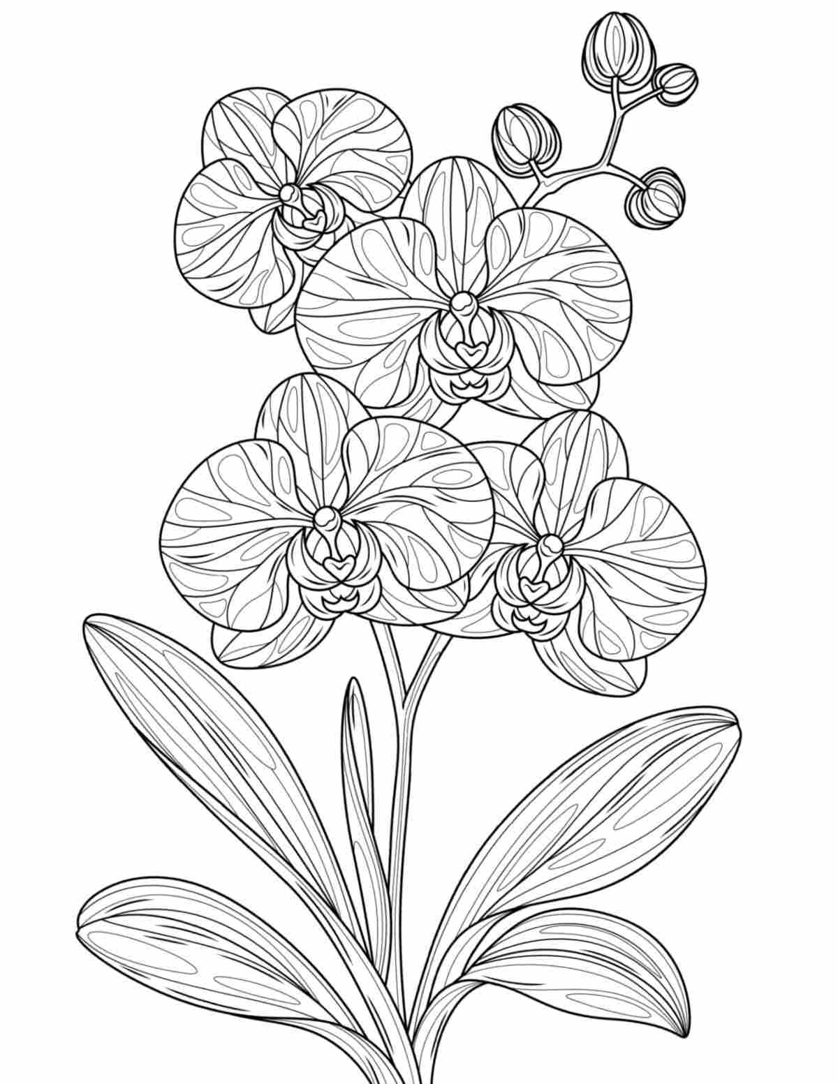 An orchid coloring pages printable with a phalaenopsis orchid with four flowers and four buds in the center of the coloring sheet.