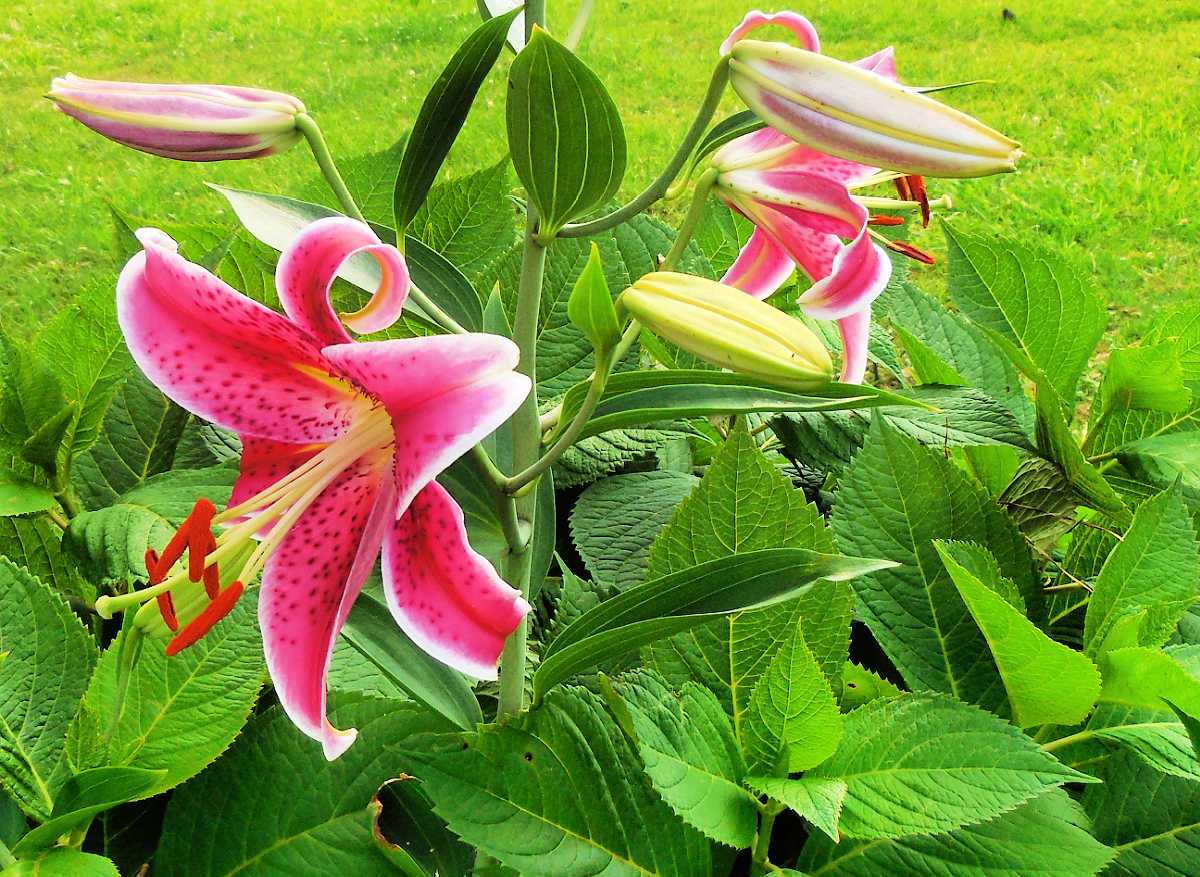 A pink and white oriental lily blooming in a garden.
