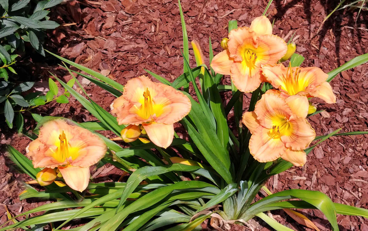 Peach colored daylilies in a garden bed in summer.