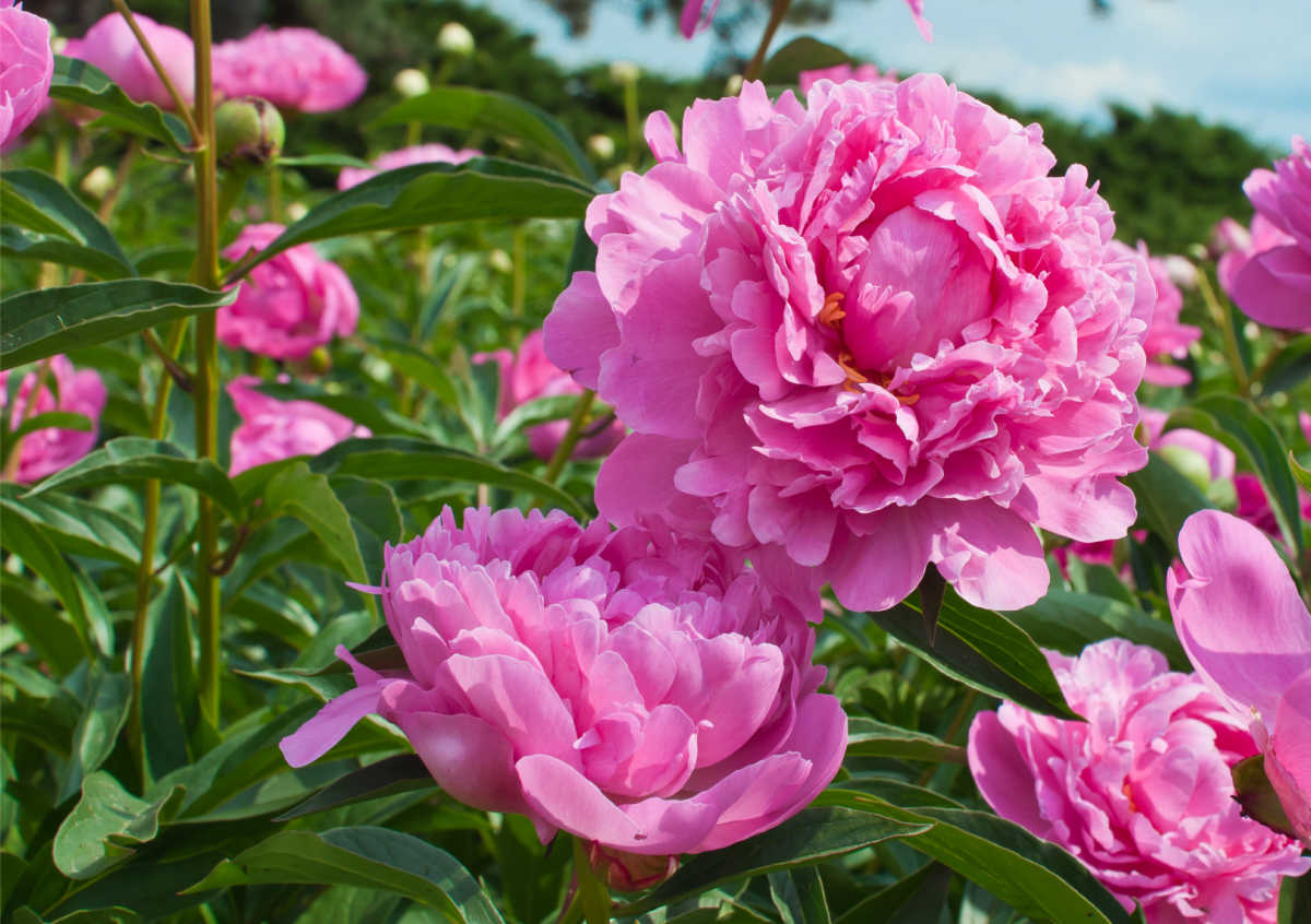 Pink peopny flowers blooming in a sunny garden.