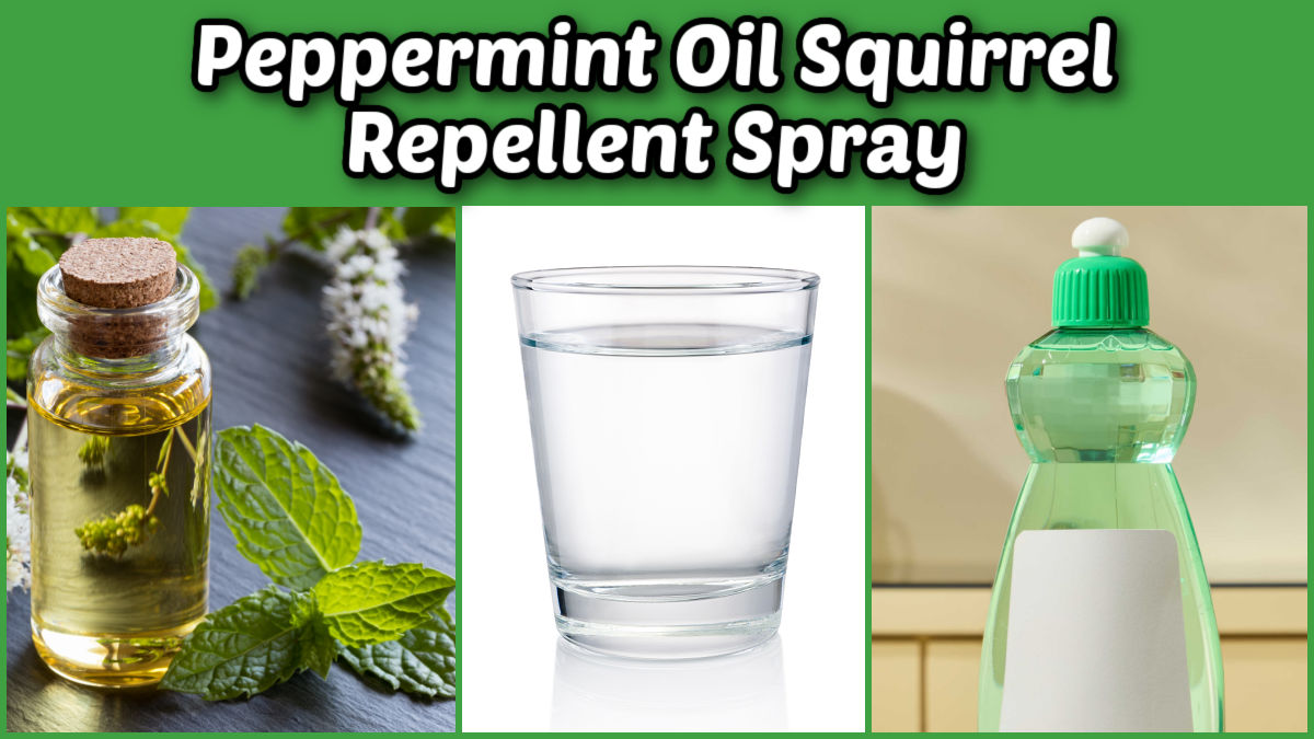 A collage showing ingredients for peppermint oil squirrel repellent spray.