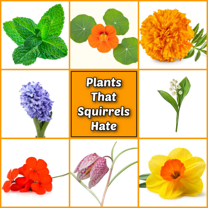 Squirrel Repellent Plants Printable