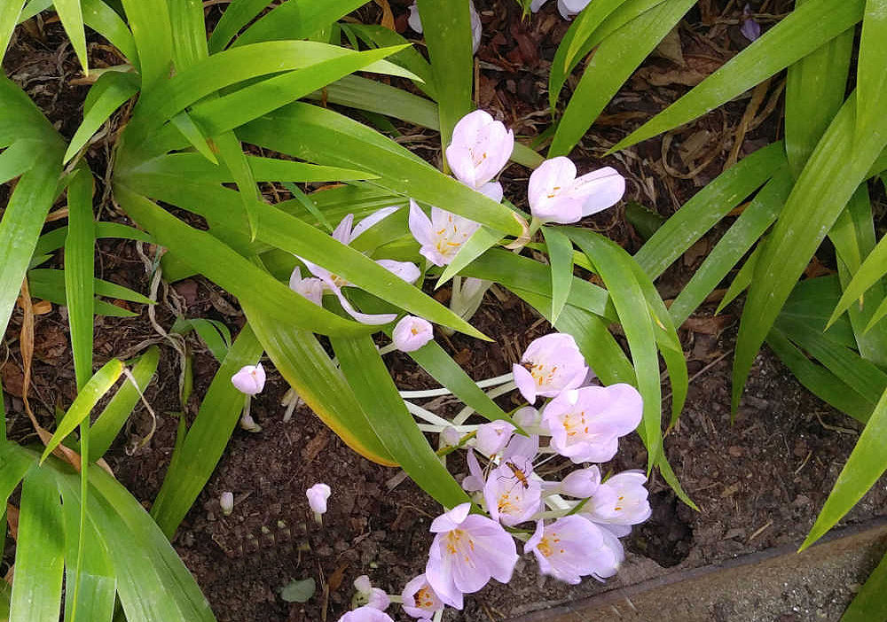 Pink crocus flowers at the front of a garden bed.