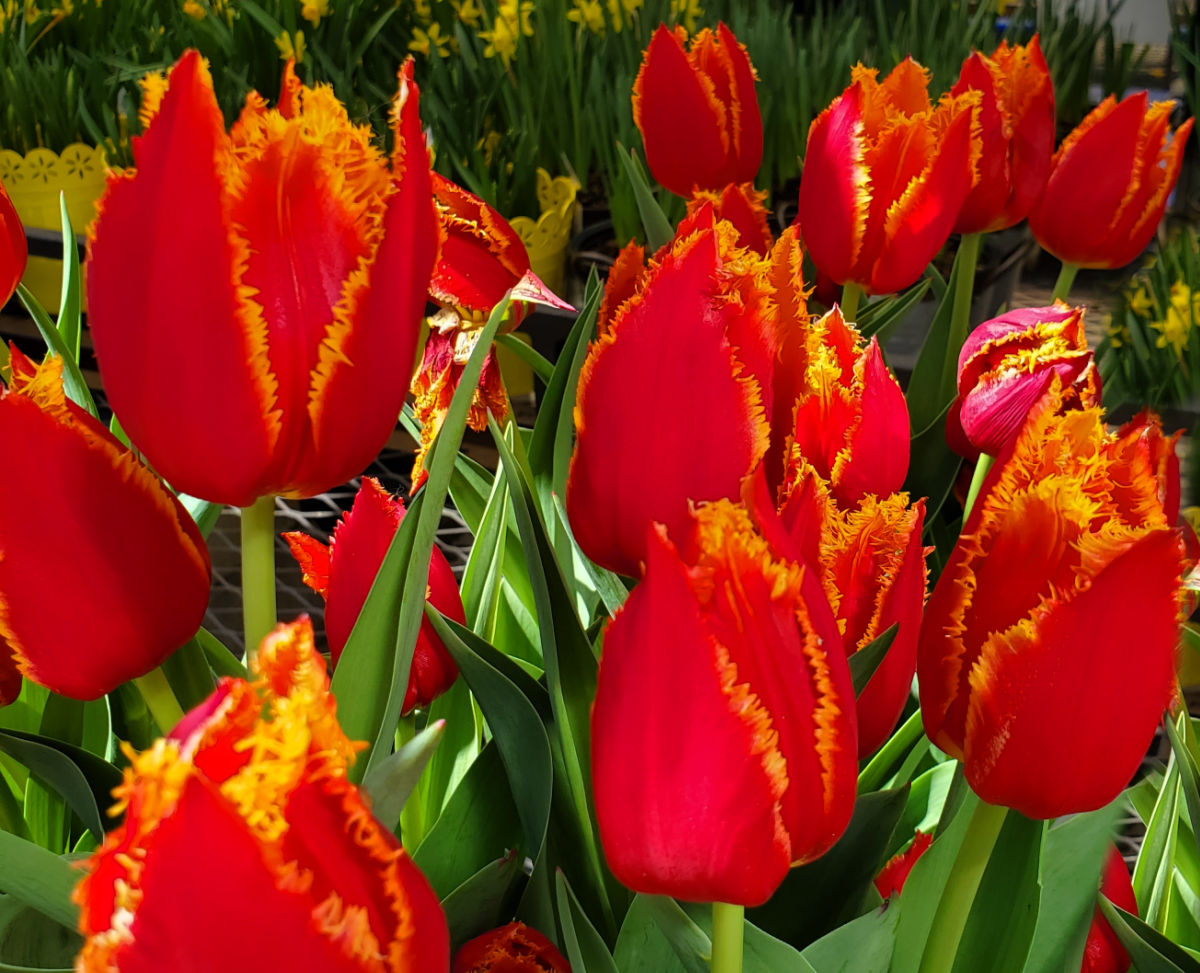 Red and yellow fringed tulips.