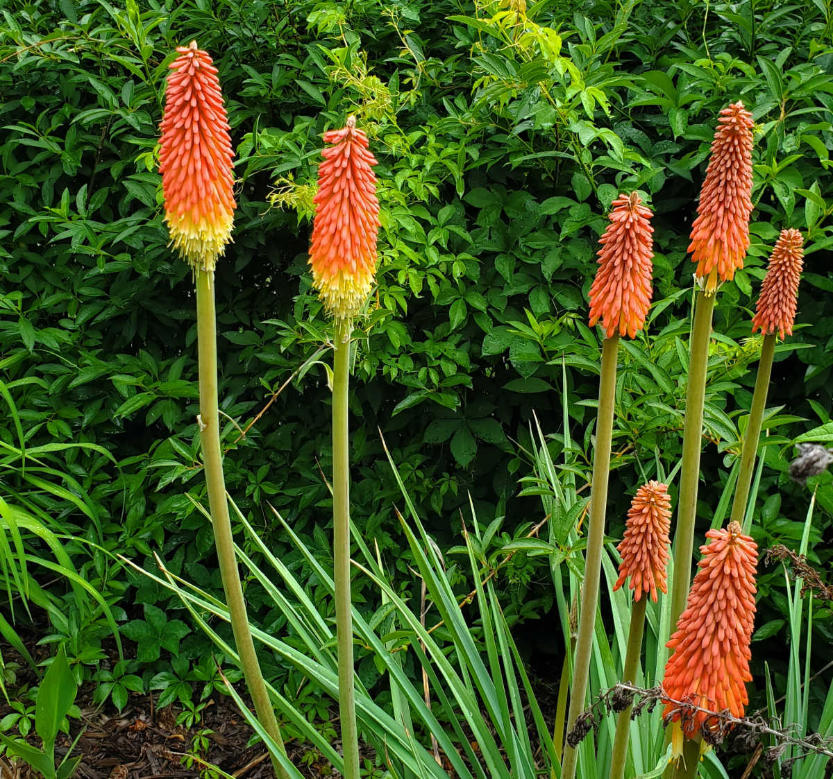 Red hot poker plants in full bloom in a sunny garden bed.
