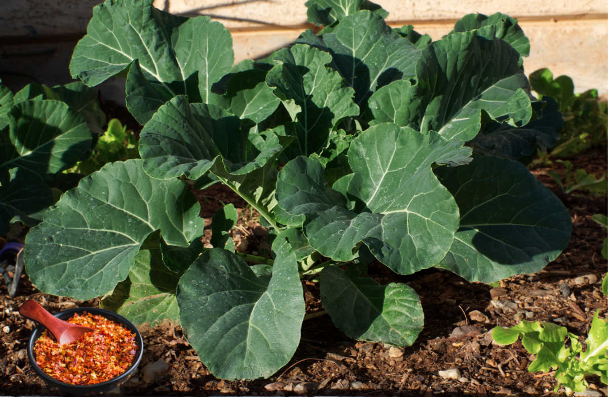 A bowl of red pepper flakes and spoon to repel squirrels from collard greens.