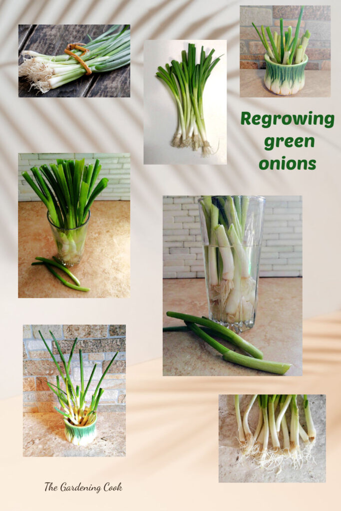 How to Regrow Spring Onions in Water - Green Onions from Scraps