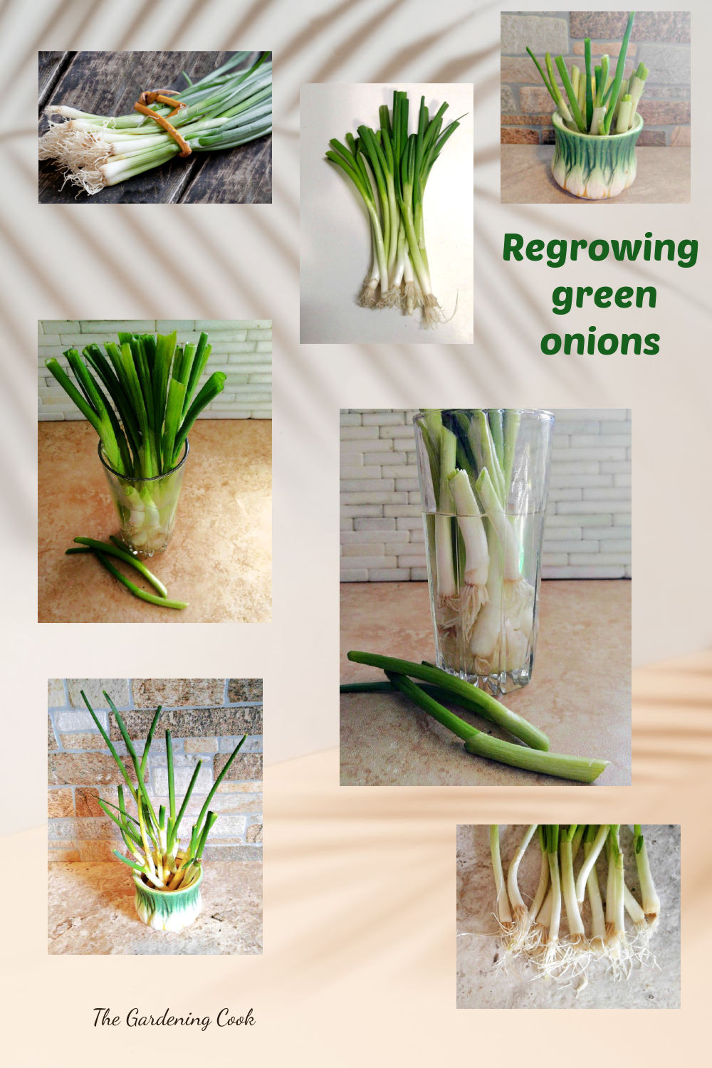 A collage showing images of the project of regrowing green onions in water including a bunch of green onions, elongated roots, and extra shoots.