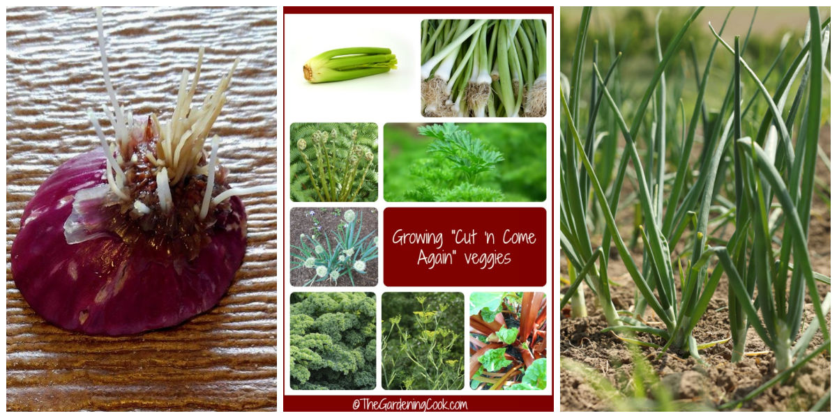 A collage with images of onions bottoms growing, cut and come again vegetables and green onions growing in a garden.