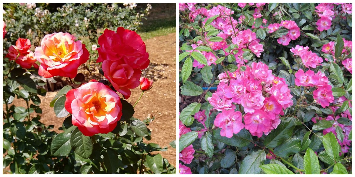 Roses and climbing roses in a collage.