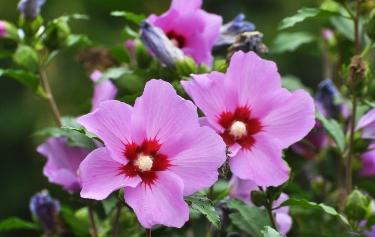 Pink and red rose of Sharon in full bloom in a garden.