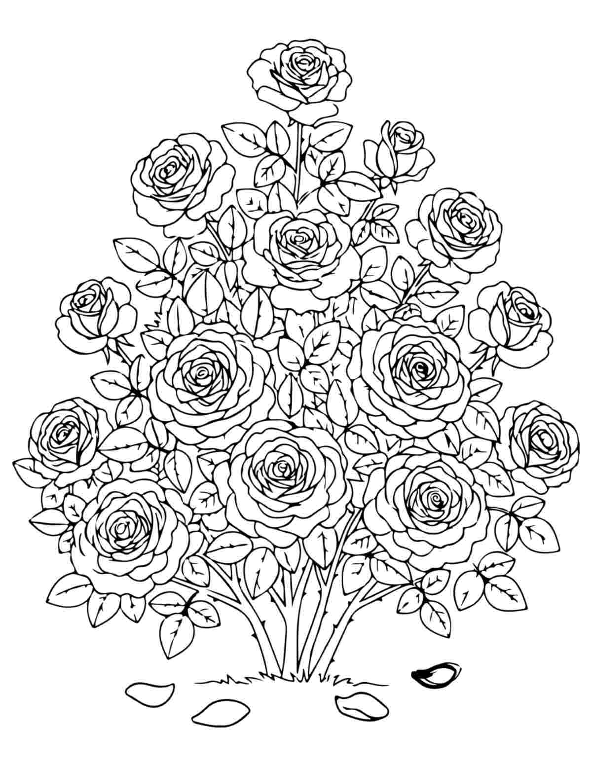 A rose coloring sheets printable featuring a large rose bush in the center of the coloring page.