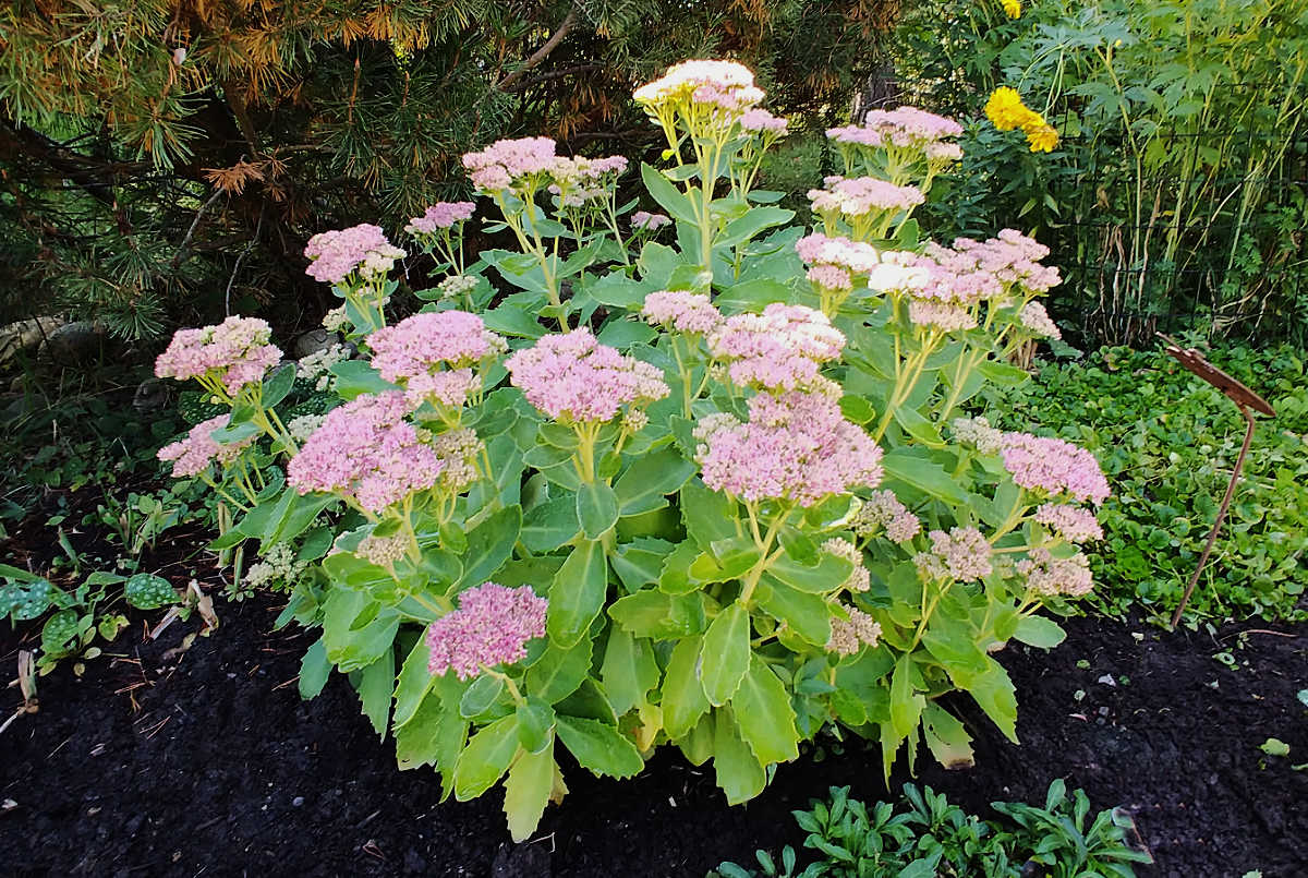 Sedum Autumn Joy in full bloom in a garden.